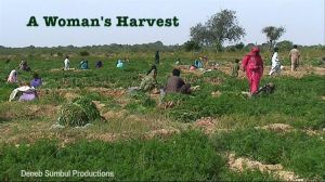 a-womans-harvest